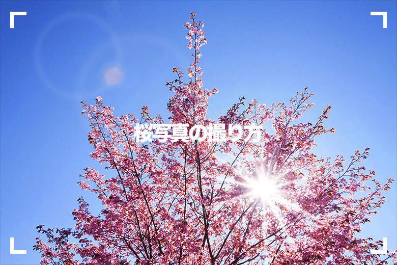 桜写真の撮り方 風景写真を上手に撮りたい 長谷川敬介 カメラマン